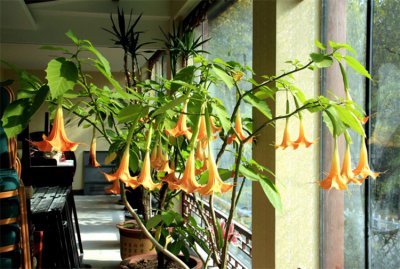 ​曼陀罗结寓意是什么（曼陀罗8大色系的寓意）