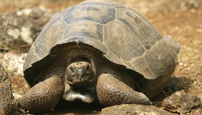 ​乌龟和海龟的区别在哪里