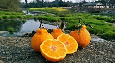 ​正宗的粑粑柑产地在哪里