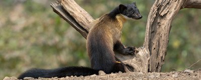 ​黄喉貂爱吃什么东西