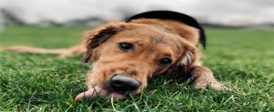 ​狗狗吃草是什么原因