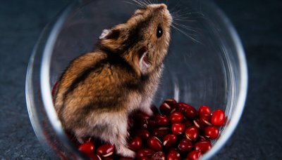 ​仓鼠是不是老鼠