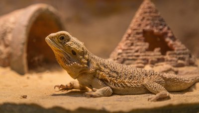 ​火蜥蜴是什么意思