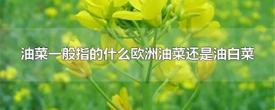​油菜一般指的什么欧洲油菜还是油白菜