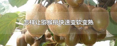 ​怎样让猕猴桃快速变软变熟