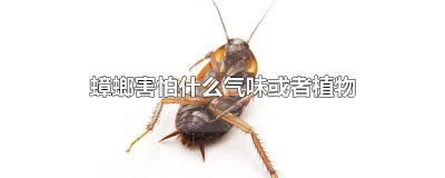 ​蟑螂害怕什么气味或者植物