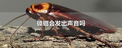 ​蟑螂会发出声音吗