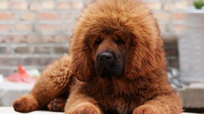 ​藏獒能打过老虎吗