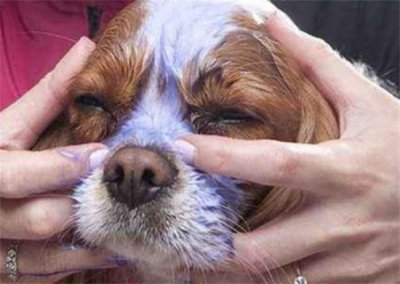 ​狗狗洗泪痕要去医院吗