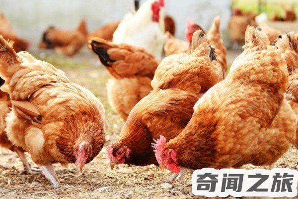 来自火星男孩的预言(曾预言世界末日及能源危机)(3)_