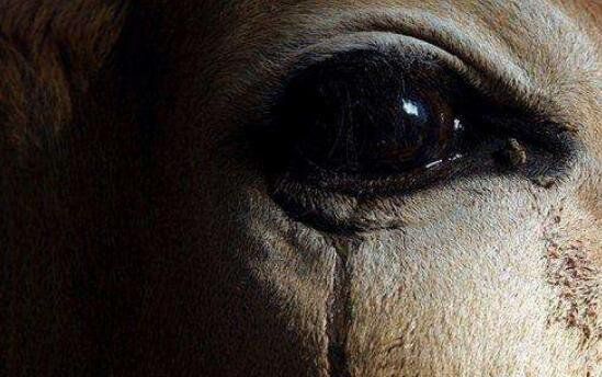 传说中的阴阳眼是真是假（真实的阴阳眼是什么样）(4)_