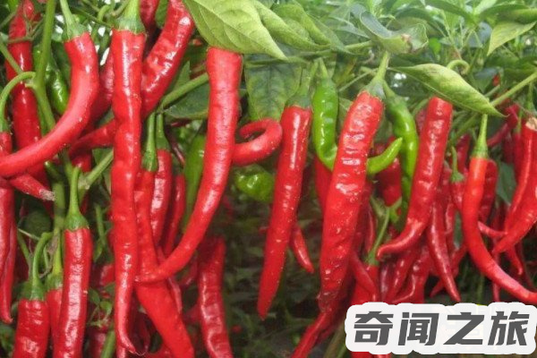 辣椒是何时传入中国的（辣椒传入中国是在什么年代）(2)_