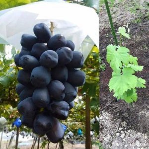 ​小葡萄资料，特别小葡萄什么品种(葡萄个头小的品种)