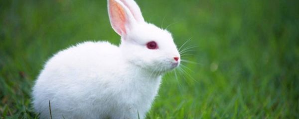 小白兔的介绍及特点（小白兔的百科知识）(1)_