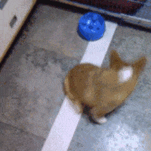 狗狗什么表现需要驱虫（怎么辨认狗狗要驱虫了）(图5)