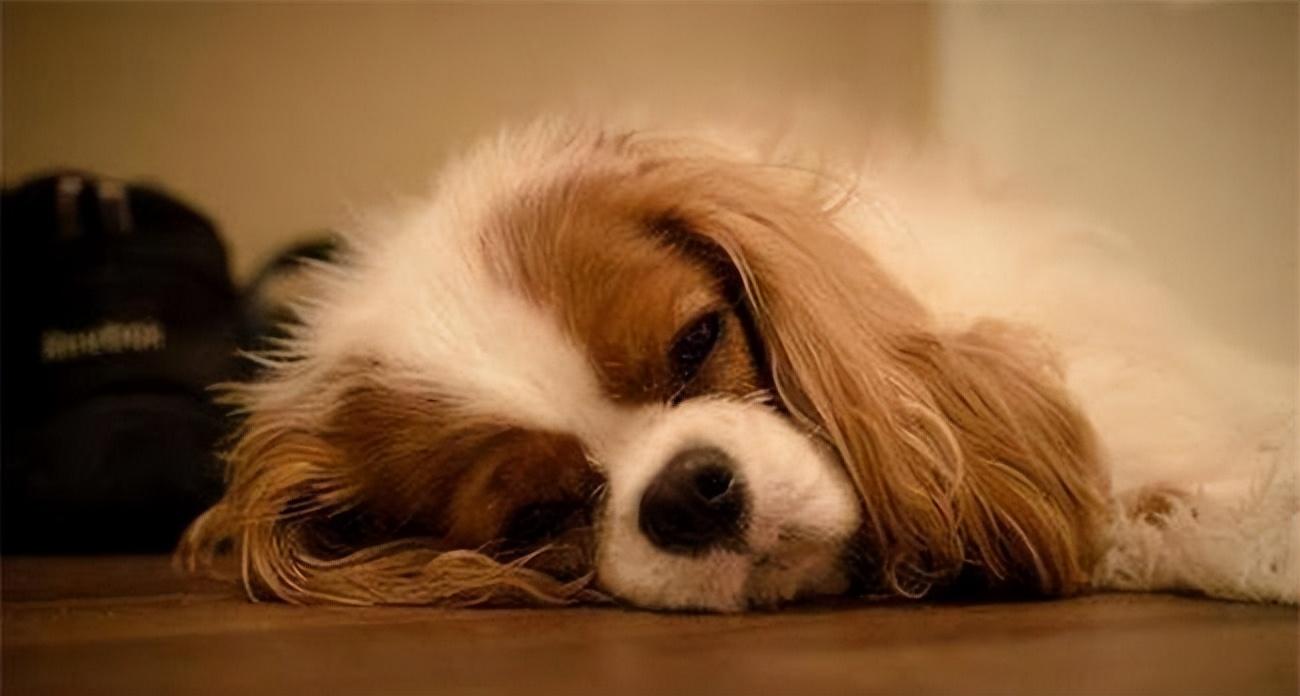 狗狗什么表现需要驱虫（怎么辨认狗狗要驱虫了）(图7)