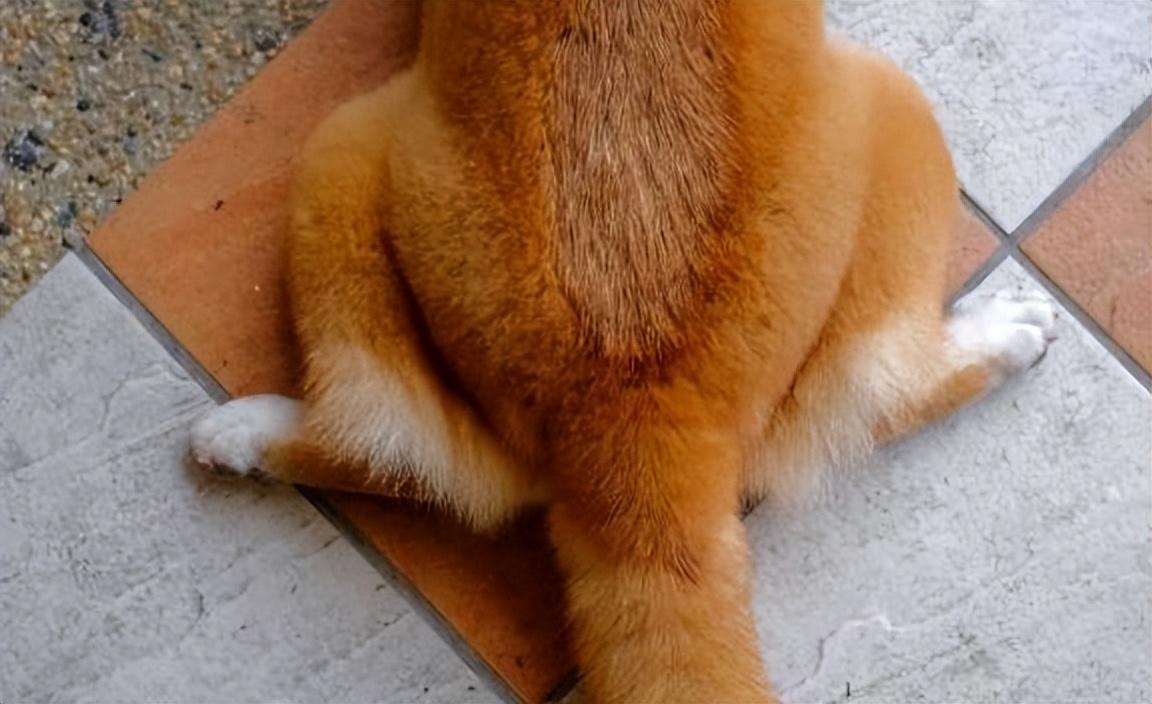 狗狗什么表现需要驱虫（怎么辨认狗狗要驱虫了）(图4)