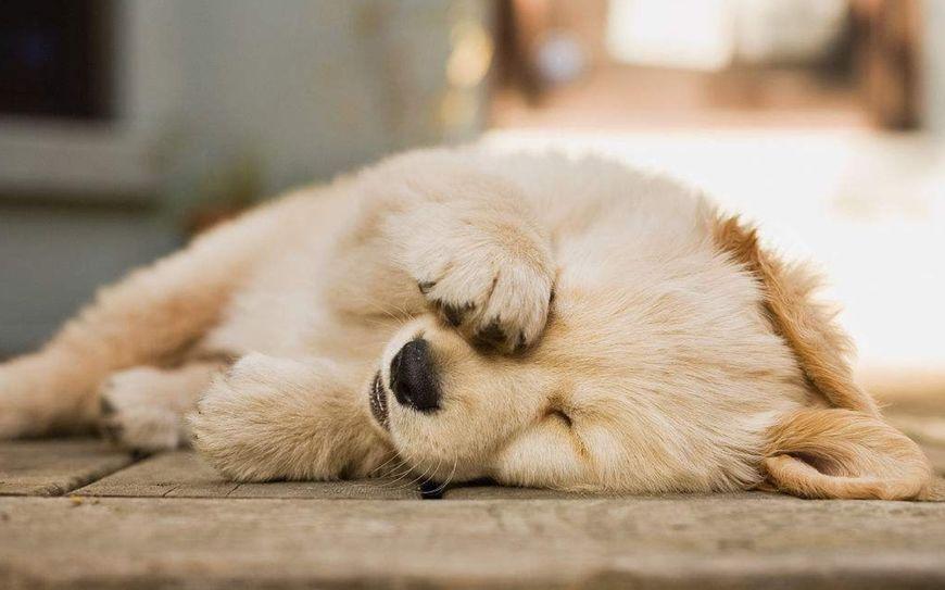 狗狗什么表现需要驱虫（怎么辨认狗狗要驱虫了）(图2)