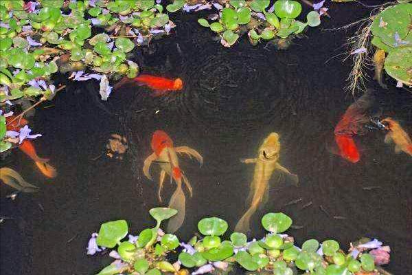 死水鱼塘养什么鱼最好（死水塘适合养什么鱼不容易死）(图1)