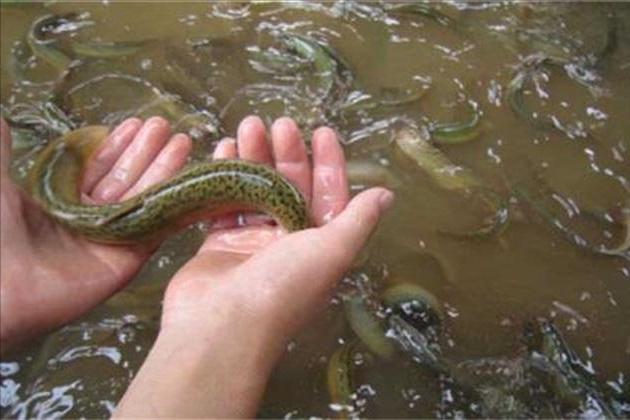 死水鱼塘养什么鱼最好（死水塘适合养什么鱼不容易死）(图3)