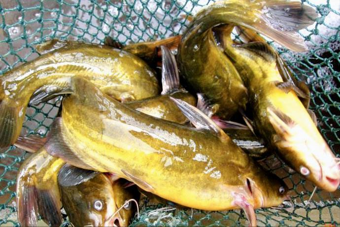 死水鱼塘养什么鱼最好（死水塘适合养什么鱼不容易死）(图4)