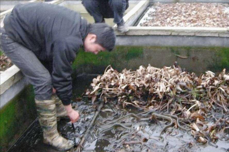 死水鱼塘养什么鱼最好（死水塘适合养什么鱼不容易死）(图2)