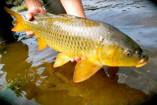 死水鱼塘养什么鱼最好（死水塘适合养什么鱼不容易死）(图6)