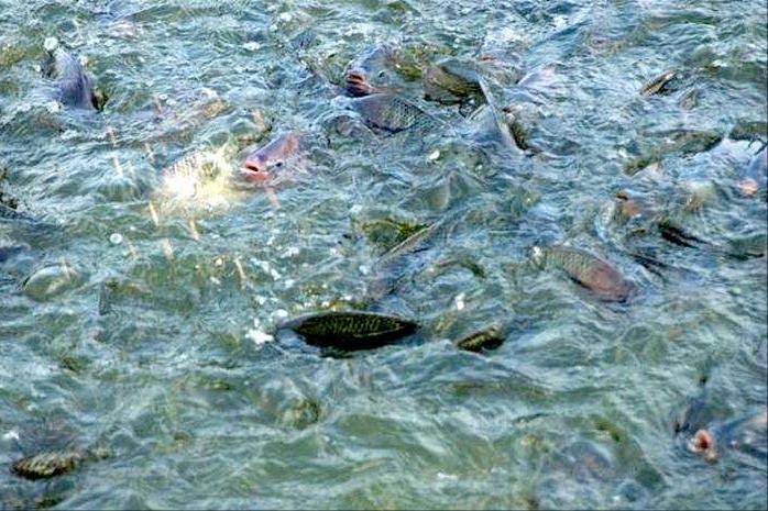 死水鱼塘养什么鱼最好（死水塘适合养什么鱼不容易死）(图7)