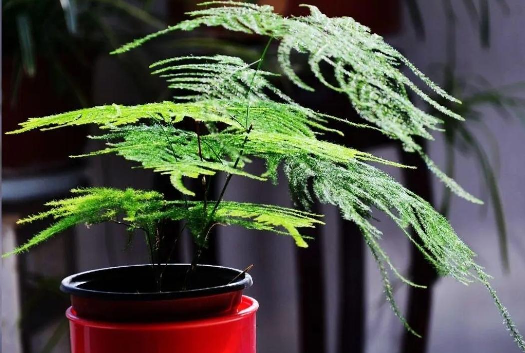 家里睡房放什么植物比较好（适合睡房养的植物排名）(图6)