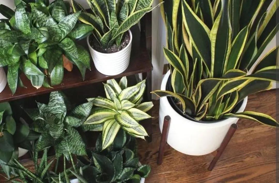 家里睡房放什么植物比较好（适合睡房养的植物排名）(图1)