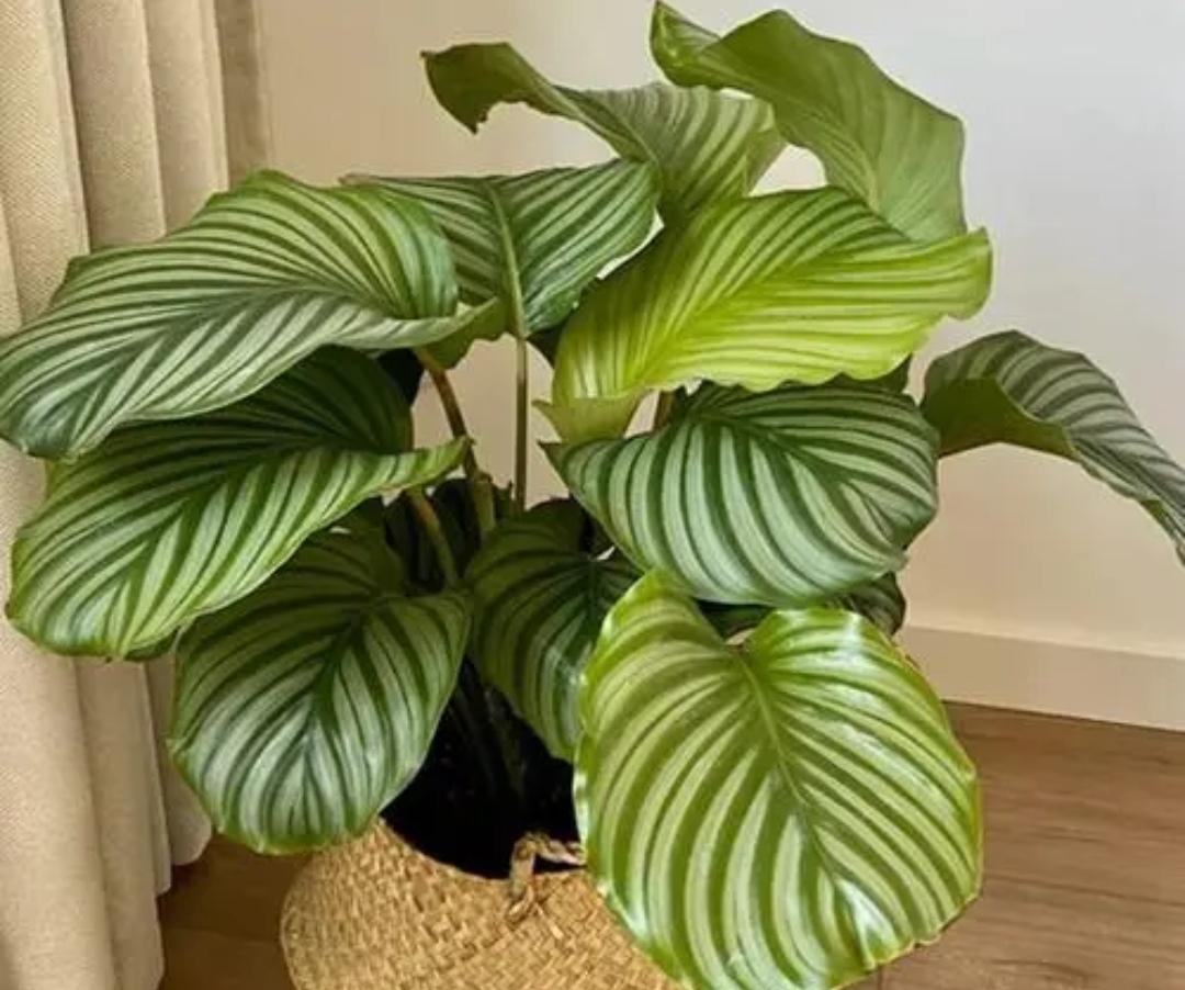 家里睡房放什么植物比较好（适合睡房养的植物排名）(图7)