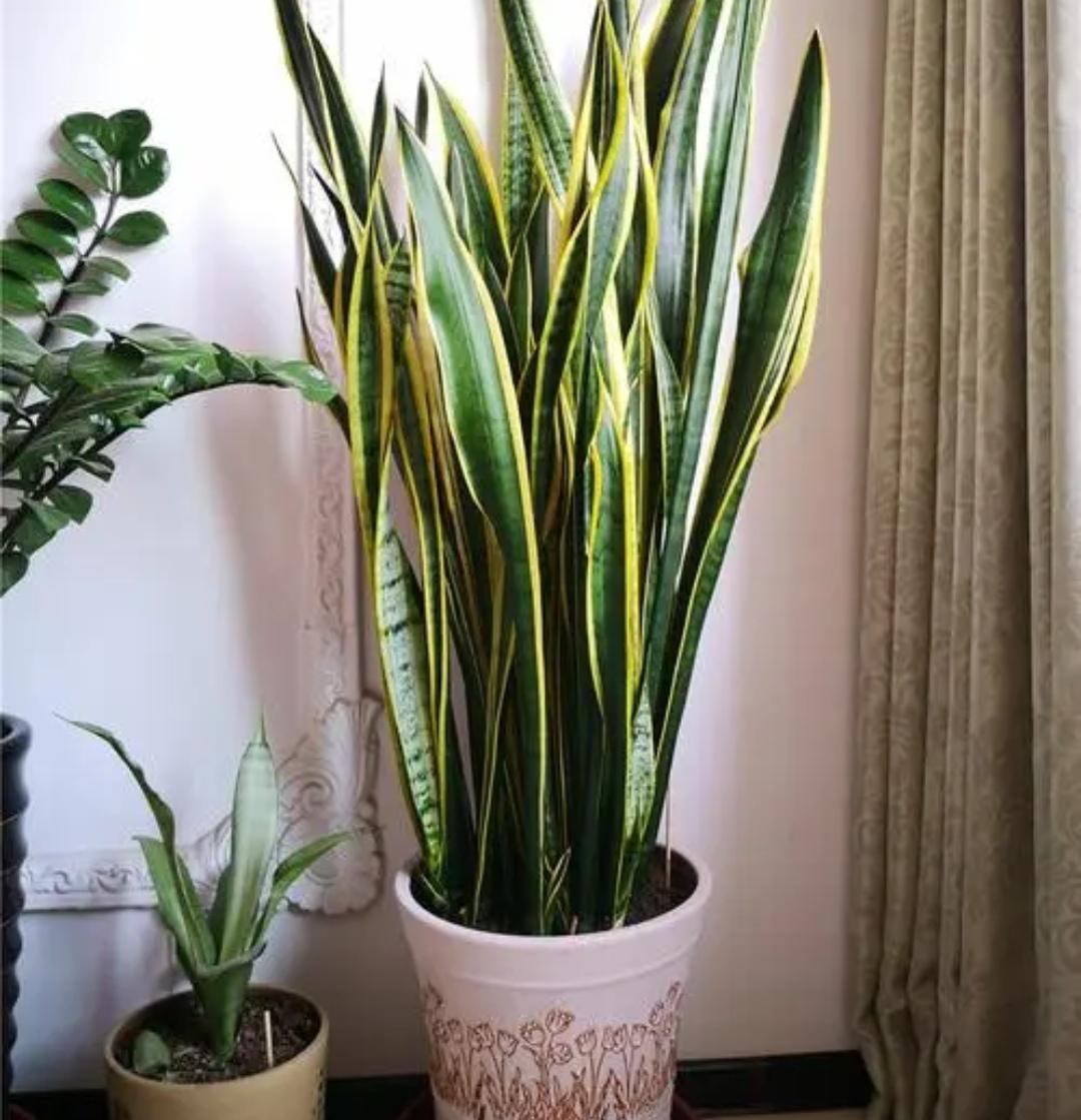 家里睡房放什么植物比较好（适合睡房养的植物排名）(图2)