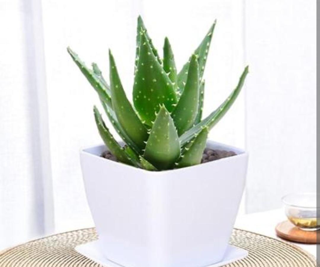 家里睡房放什么植物比较好（适合睡房养的植物排名）(图4)