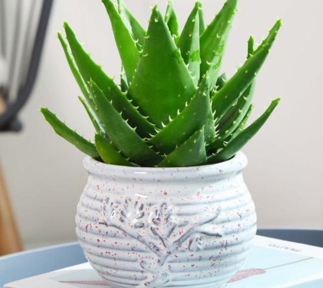 家里睡房放什么植物比较好（适合睡房养的植物排名）(图3)