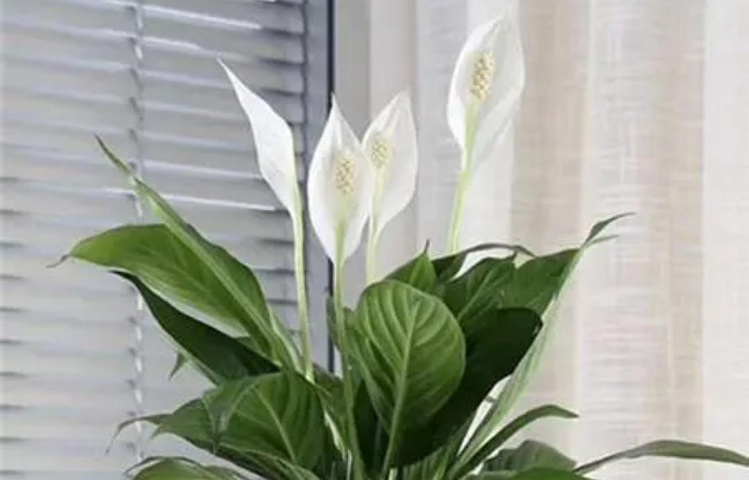 家里睡房放什么植物比较好（适合睡房养的植物排名）(图10)