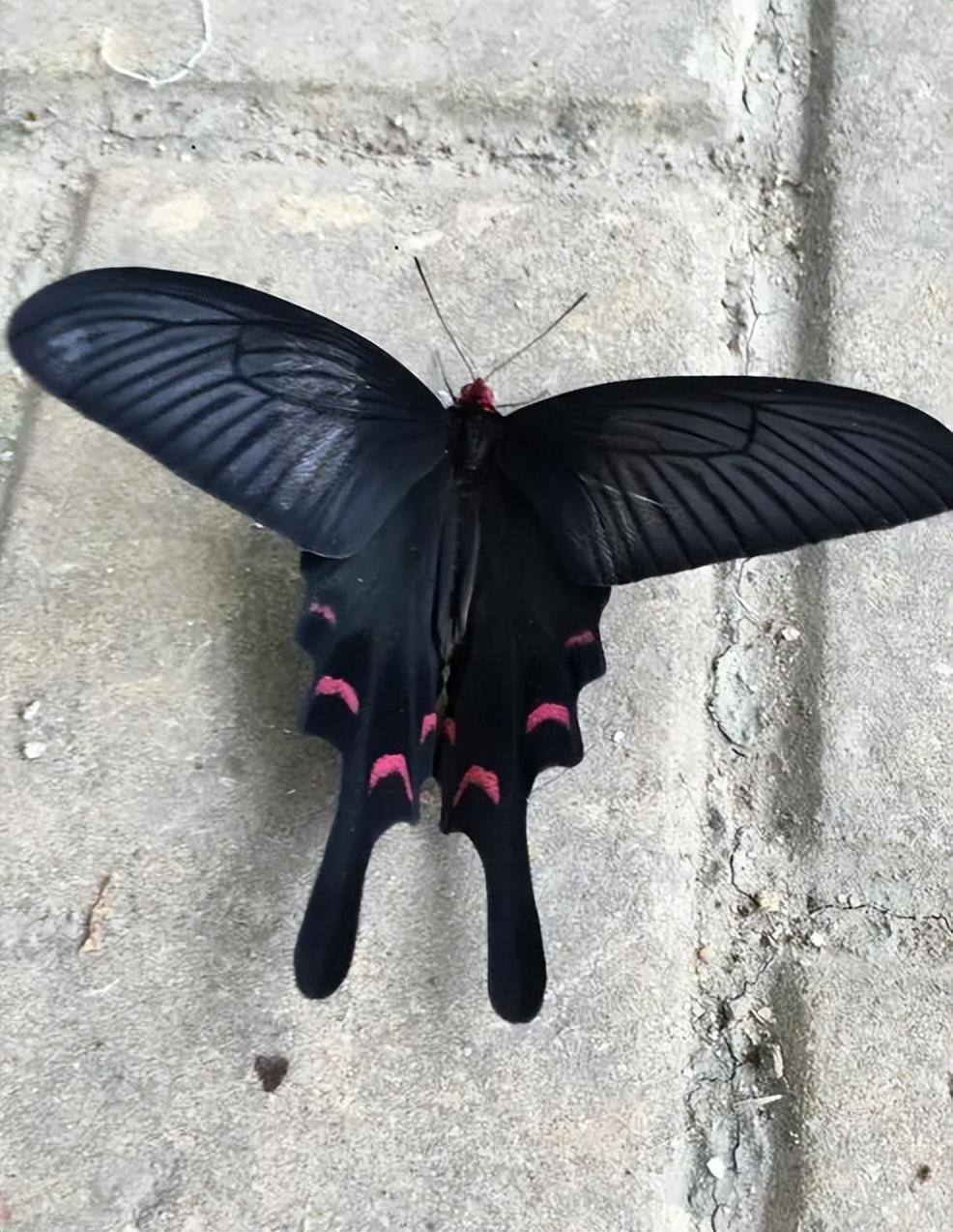 看见黑色蝴蝶代表什么征兆（外面看见黑蝴蝶代表什么预兆）(图3)