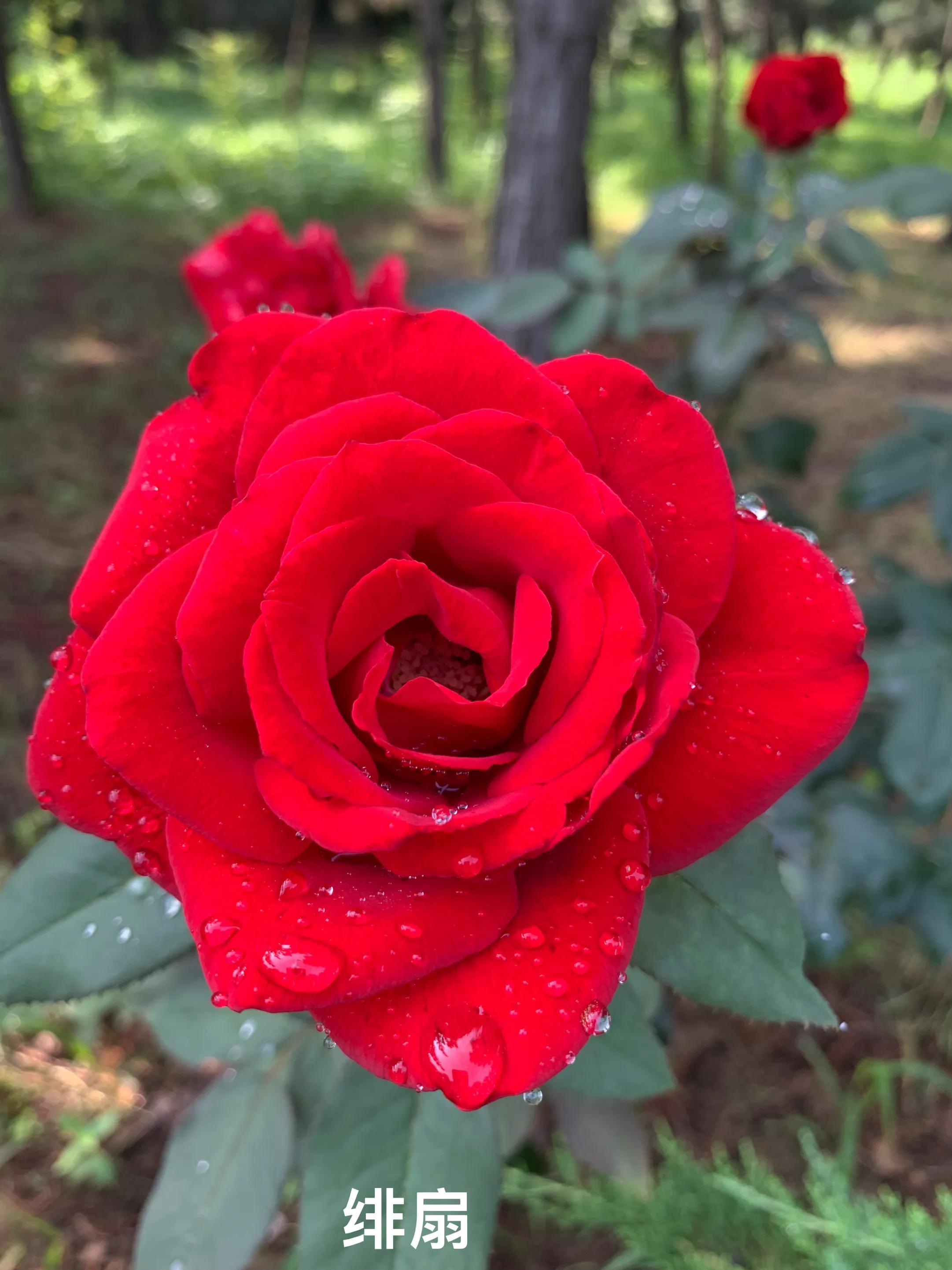 什么季节适合移栽月季（月季什么时候移栽最好）(图3)