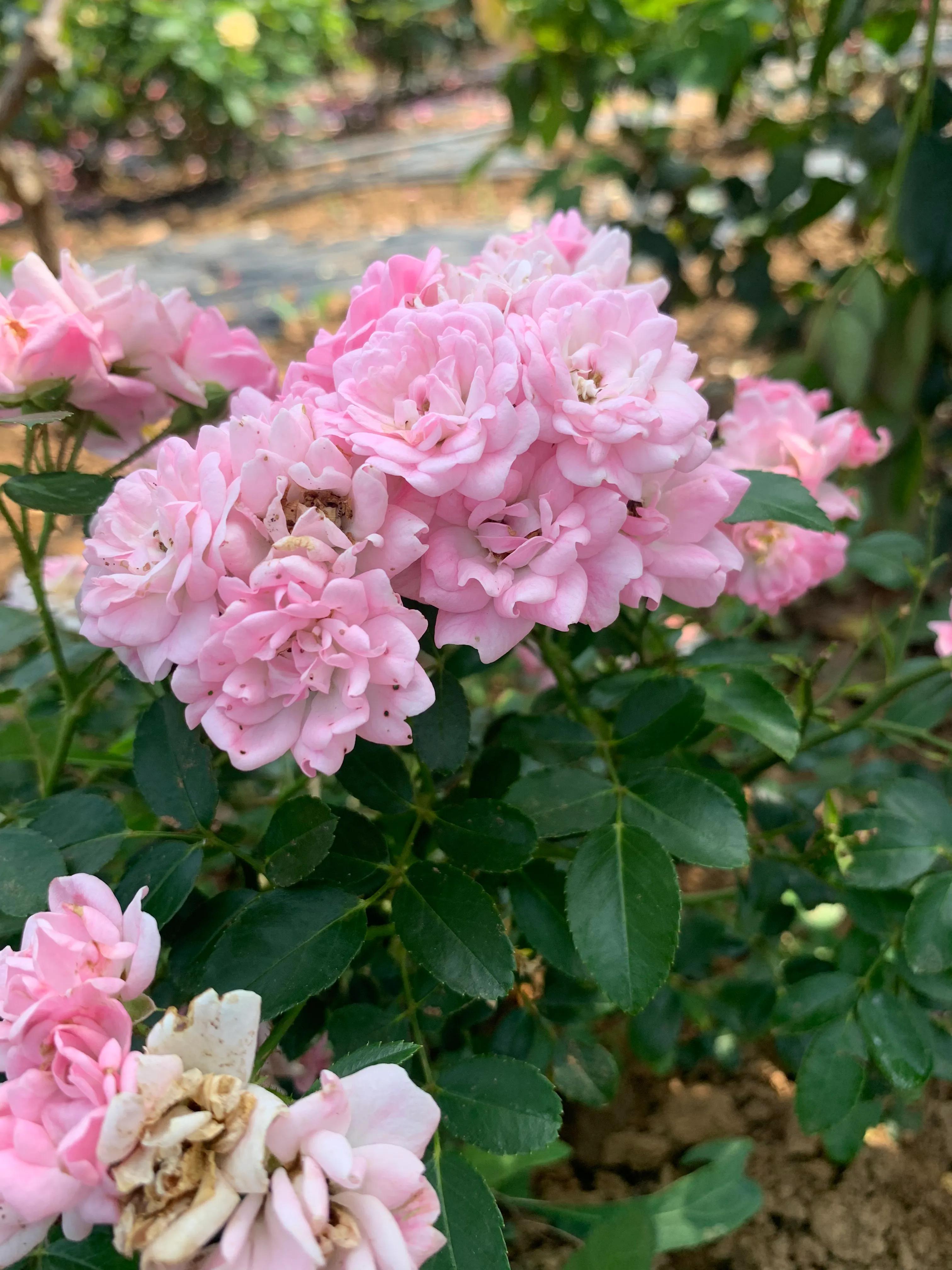 什么季节适合移栽月季（月季什么时候移栽最好）(图1)