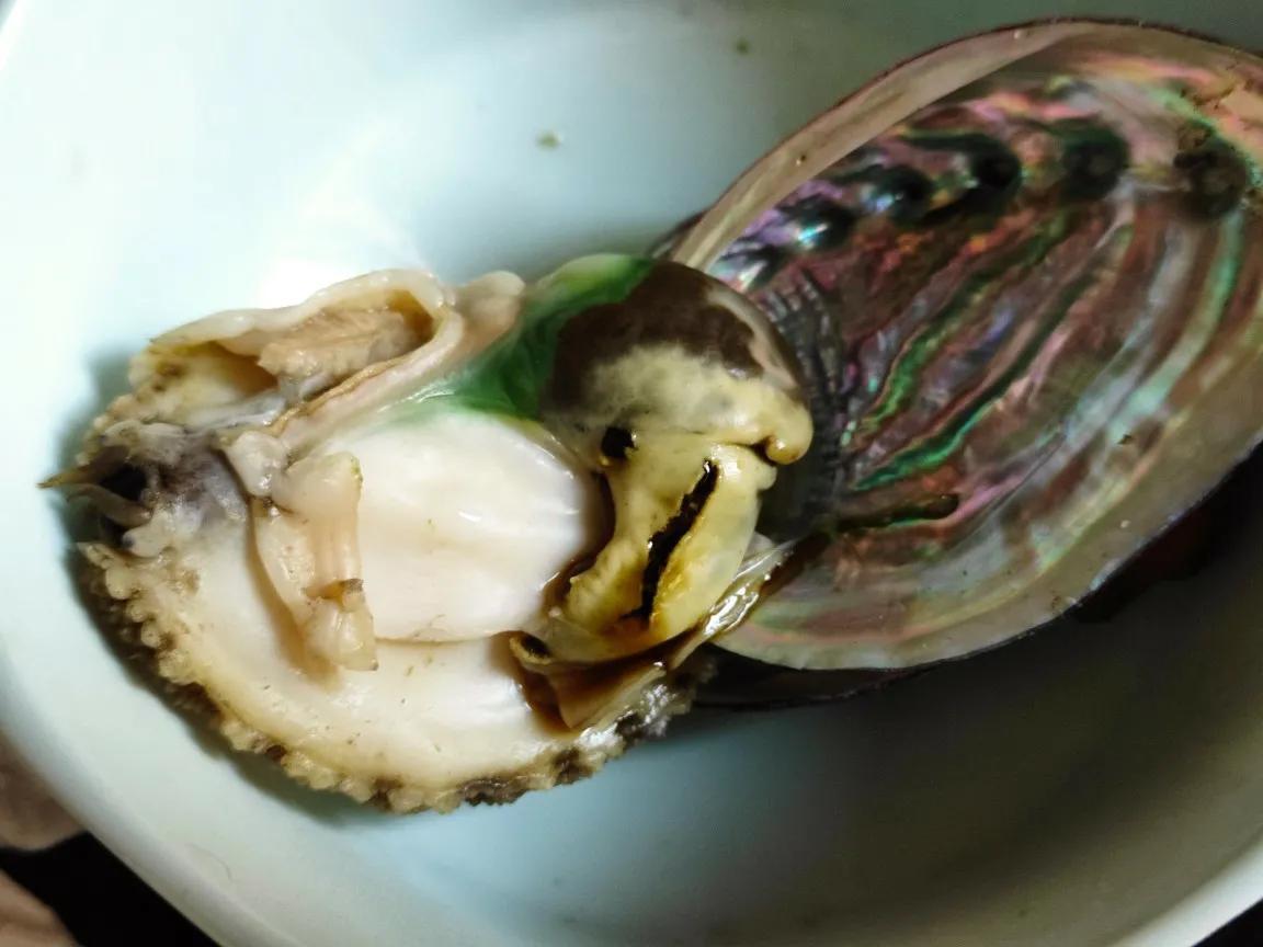 鲍鱼怎么保存最新鲜（如何保存鲍鱼不变质）(图15)