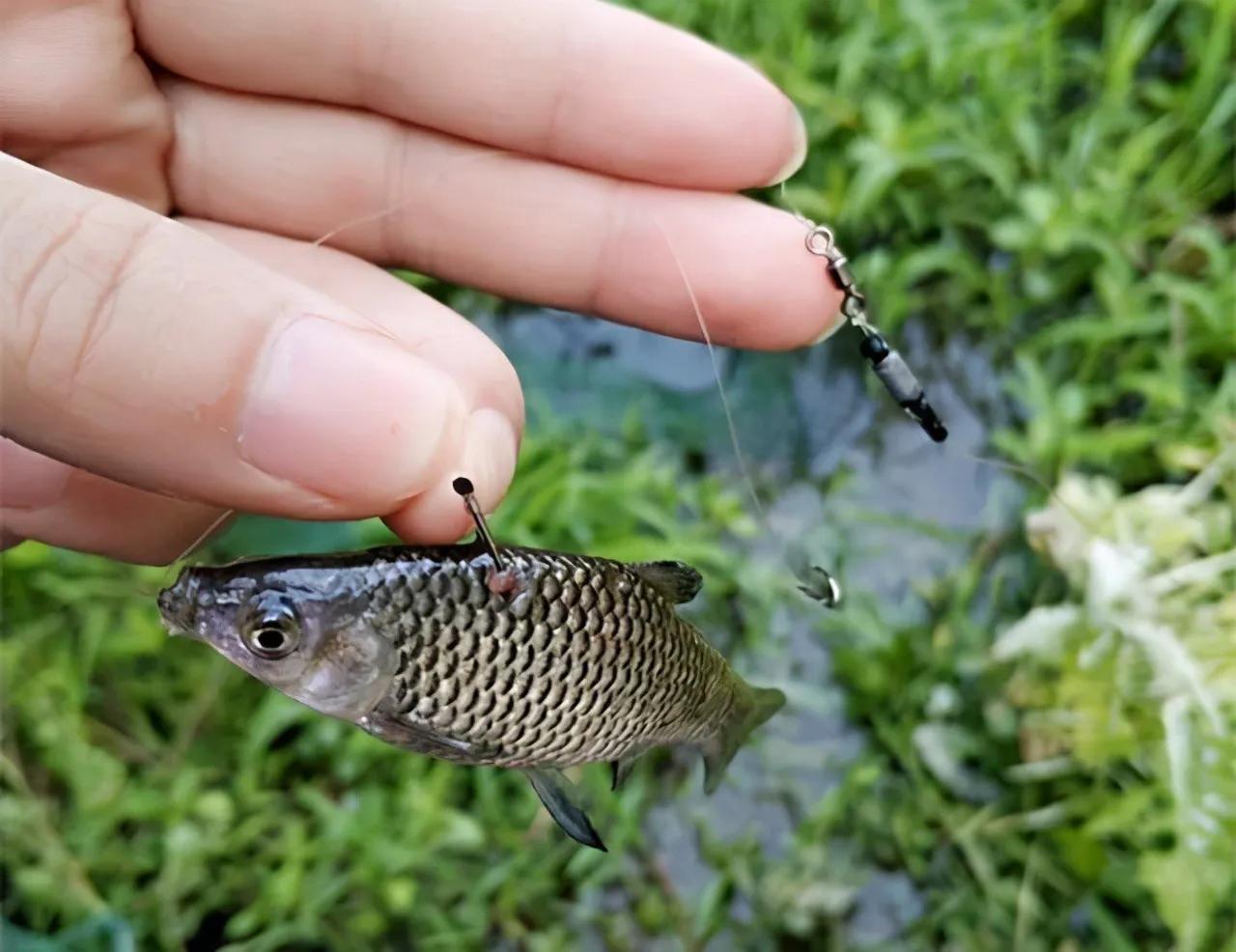 小麦穗鱼吃什么东西-（小麦穗鱼吃什么食物）(图2)