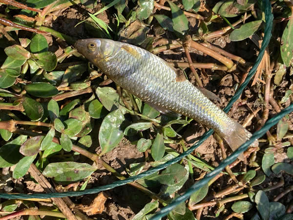 小麦穗鱼吃什么东西-（小麦穗鱼吃什么食物）(图4)
