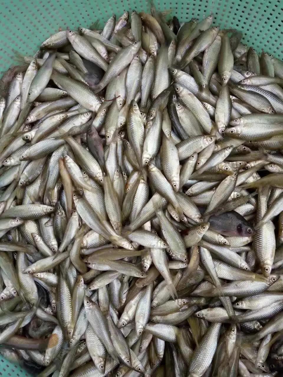 小麦穗鱼吃什么东西-（小麦穗鱼吃什么食物）(图3)