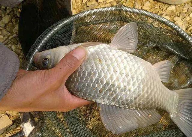 春季钓鲫鱼技巧全知识（早春钓鲫鱼技巧口诀）(图4)