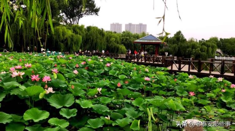 泰安会建地铁吗「泰安如果开通了地铁会变成什么样」