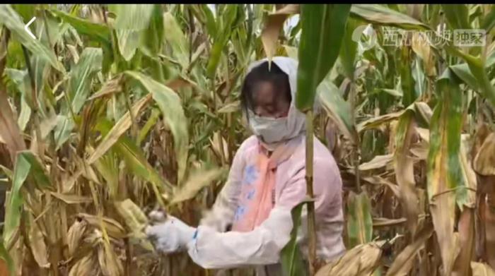 以和为话题的作文（农哥团队话题作文摘要(一)）