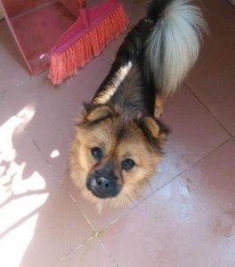 ​狗会哭是吗(狗狗流泪是因为伤心吗)