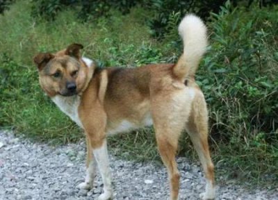 ​狗肉为什么不能多吃(狗可不可以吃马肉)