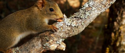 ​田鼠和老鼠的区别