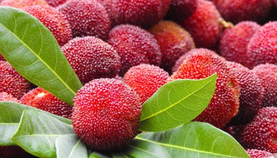 ​杨梅的核能吃吗