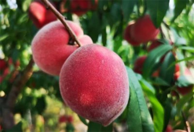 ​闰二月妈妈应该给女儿买些什么